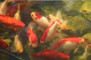 Permalink to:Conventions